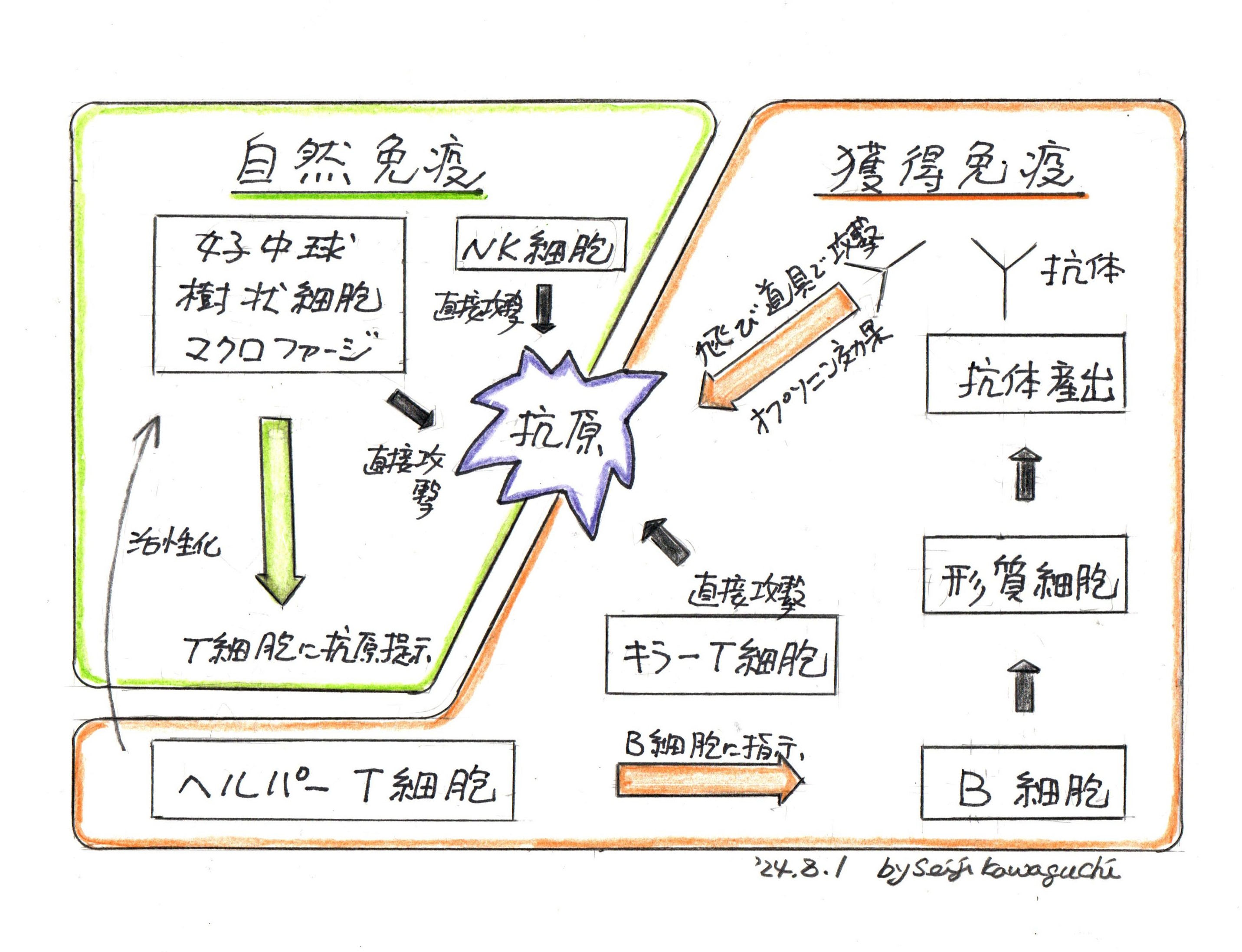 自然免疫と獲得免疫の図